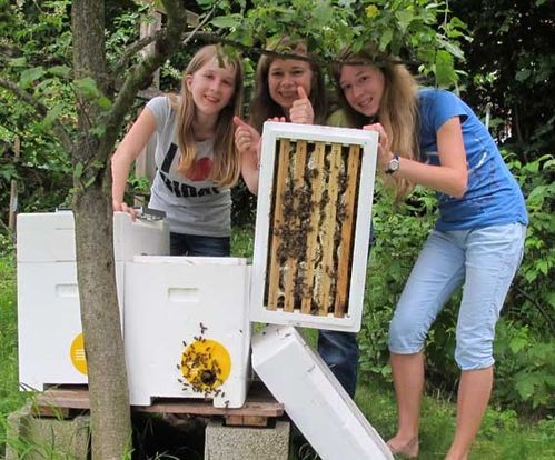 Jungbienenvolk zu Hause Mai - Juni / 10 Gläser Honig