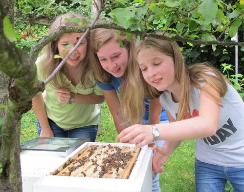 Bienenhonig vom Jungbienenvolk zu Hause ab ca. 15. April