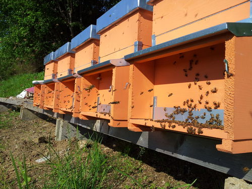 Patenschaft Produktionsbienenvolk 12 Monate / 12 große Gläser Honig