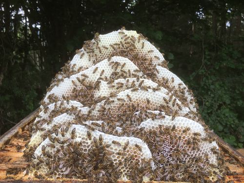 Naturwabenhonig im 500g Honigglas eingelegt