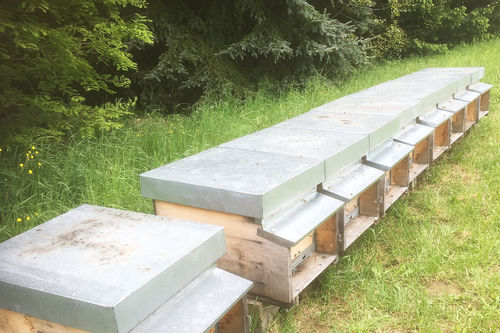 Bienenvolk auf Dadant Blatt mit Königin F1 im Holzbienenstock August
