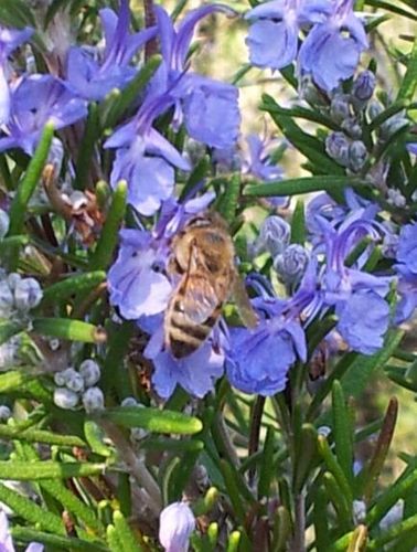 Dauerbienenpatenschaft Jungbienenvolk + 1 Gl. Honig/Monat
