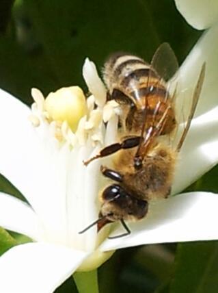Patenschaft Jungbienenvolk 12 Monate / 12 Gläser Honig