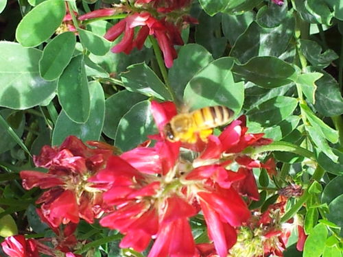 Patenschaft Jungbienenvolk 24 Monate / 24 Gläser Honig