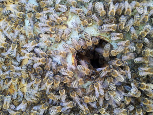 Patenschaft Jungbienenvolk 36 Monate / 36 Gläser Honig