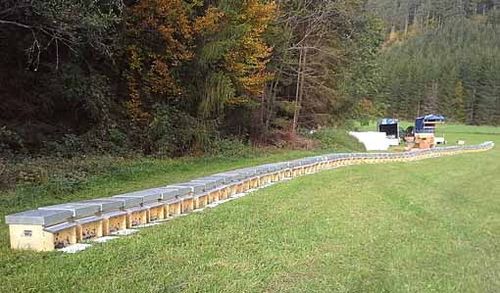 Dauerbienenpatenschaft Produktionsbienenvolk + 1 gr. Gl. Honig/Monat
