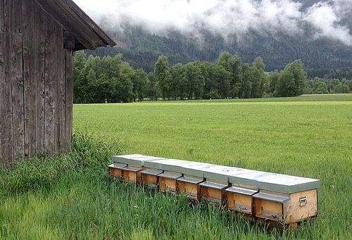 Bienenstand mit 8 Imkerholzbienenständen zu Hause im Imkerholzbienenstock Saison / 160 Gläser Honig