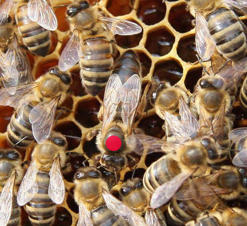 begattete Bienenkönigin F1 aus Varroatoleranzzucht im Versandkäfig ab Juni 2019 lieferbar