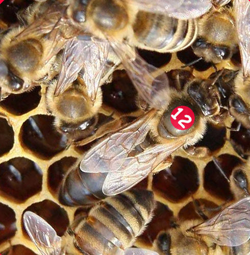 beg. Bienenreinzuchtkönigin F0 aus Varroatoleranzzucht im Begattunskästchen ab Juli 2019 lieferbar