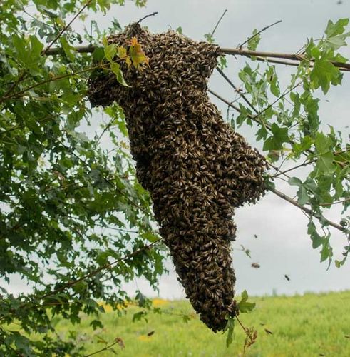 Bienenschwarm 1,5 kg mit Reinzuchtkönigin F0 aus Varroa Toleranzzucht Juli
