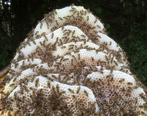 Wabenhonig aus Naturwabenbienenstöcken im eigenen Garten - ab April