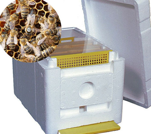 Unbegattete Bienenkönigin aus Varroatoleranzzucht im gefüllten Begattungskästchen