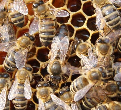 Unbegattete Bienenkönigin aus Varroatoleranzzucht - Vorbestellung 2019